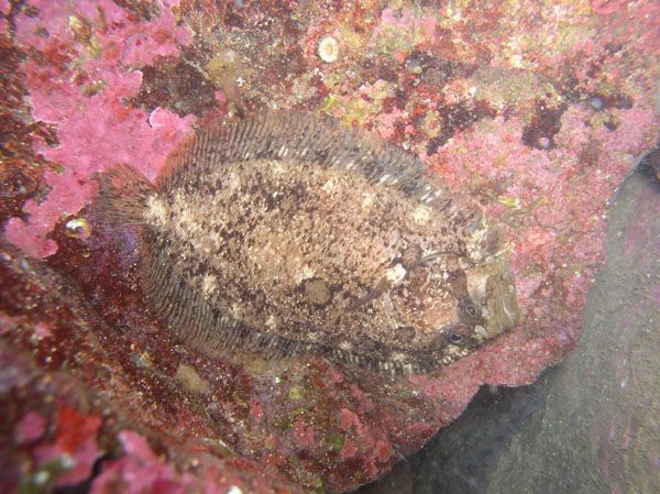 Targeur  Zeugopterus punctatus
